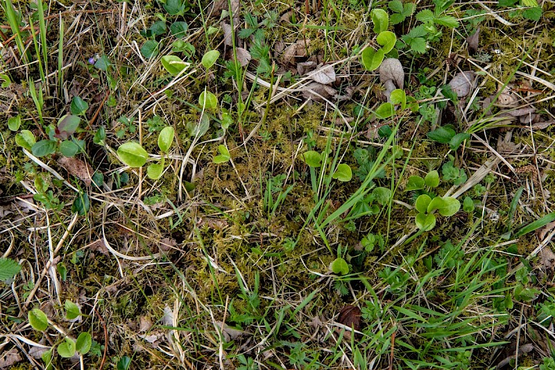 Pyrola rotundifolia subsp. maritima - © Charles Hipkin