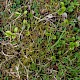 Pyrola rotundifolia subsp. maritima