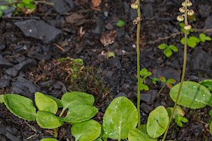 Pyrola minor Common Wintergreen