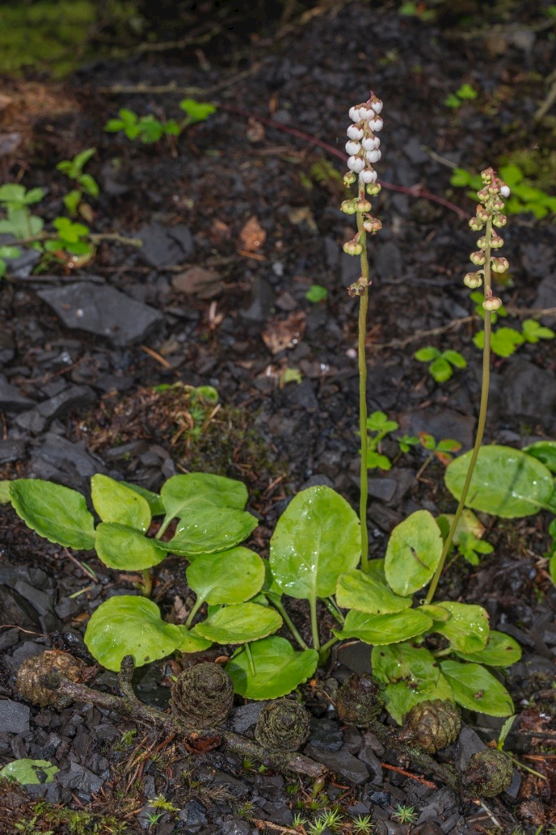 Pyrola minor - © Charles Hipkin