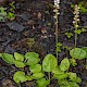 Pyrola minor