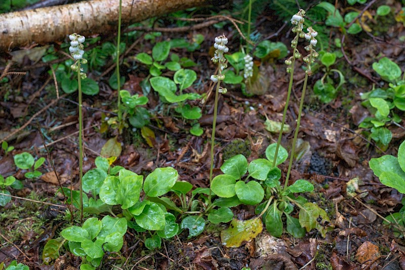 Pyrola minor - © Charles Hipkin