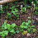 Pyrola minor