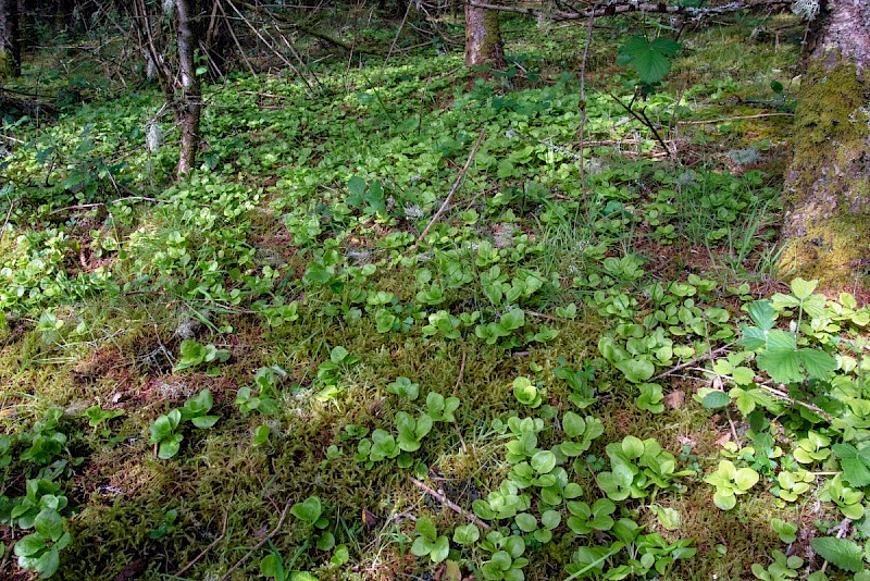 Pyrola minor - © Charles Hipkin