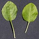 Pyrola minor