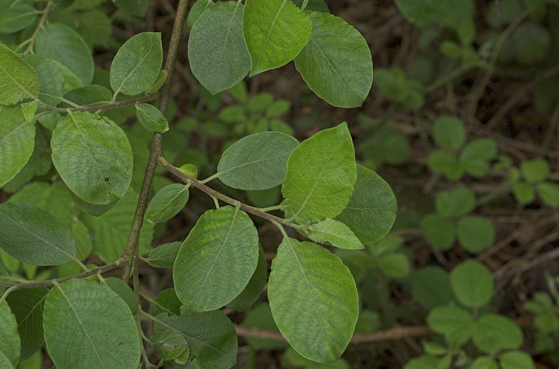 Salix caprea - © Charles Hipkin