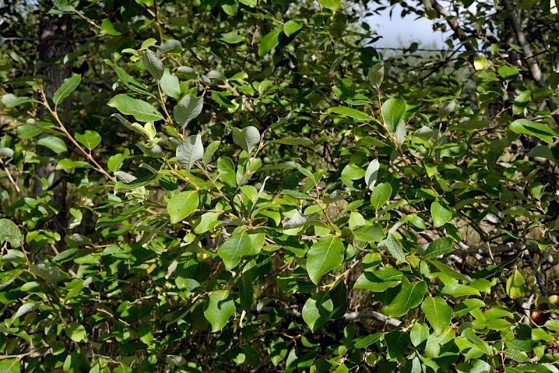 Salix caprea - © Charles Hipkin