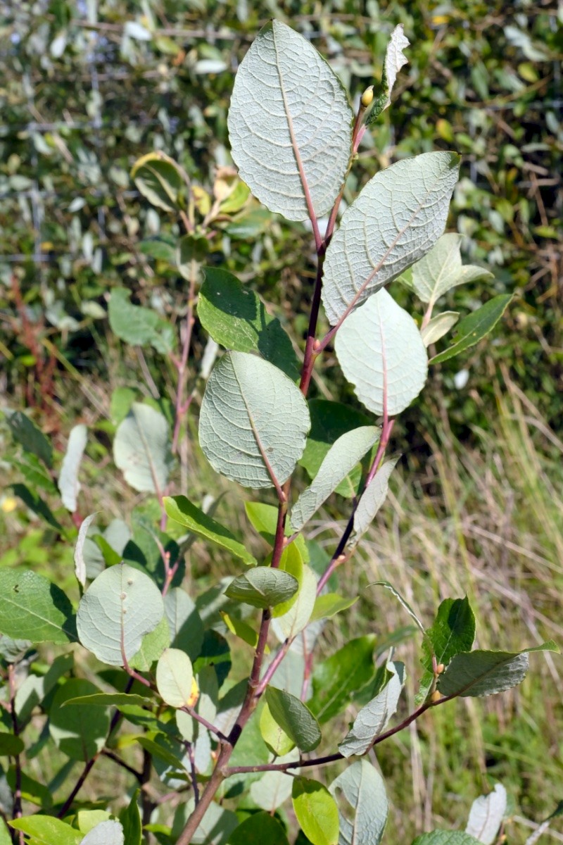 Salix caprea - © Charles Hipkin