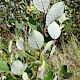 Salix caprea