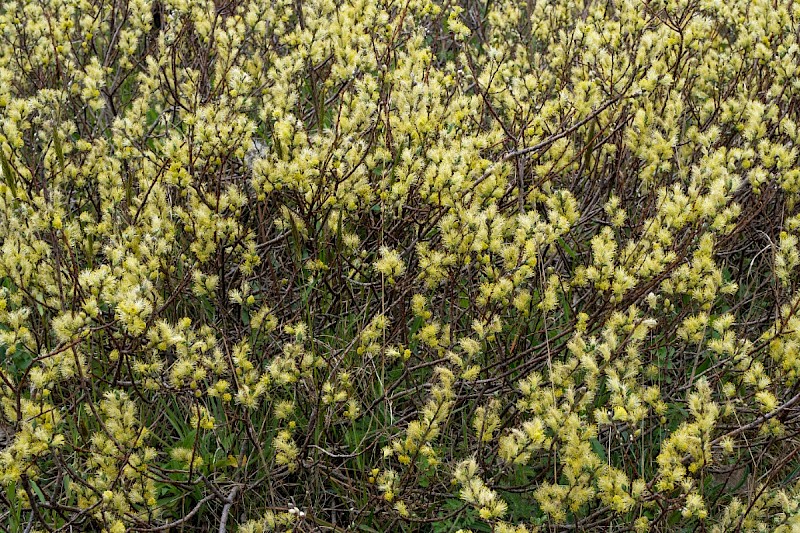 Salix repens - © Charles Hipkin