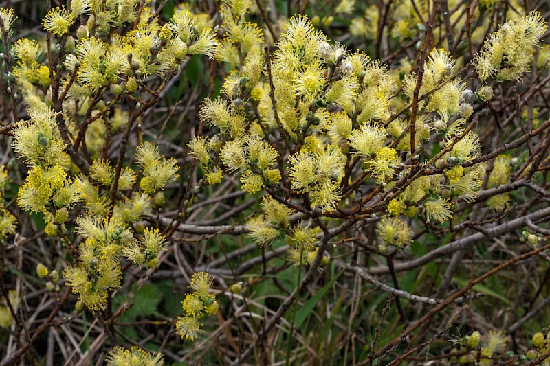 Salix repens - © Charles Hipkin