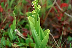 Liparis loeselii Fen Orchid