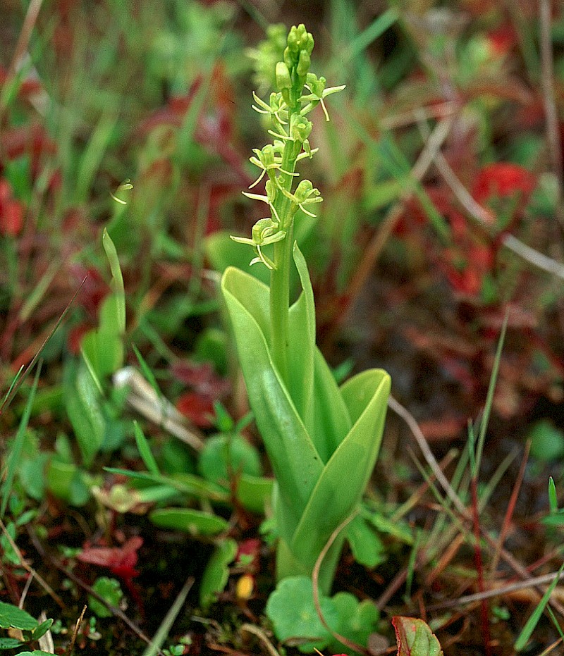 Liparis loeselii - © Charles Hipkin