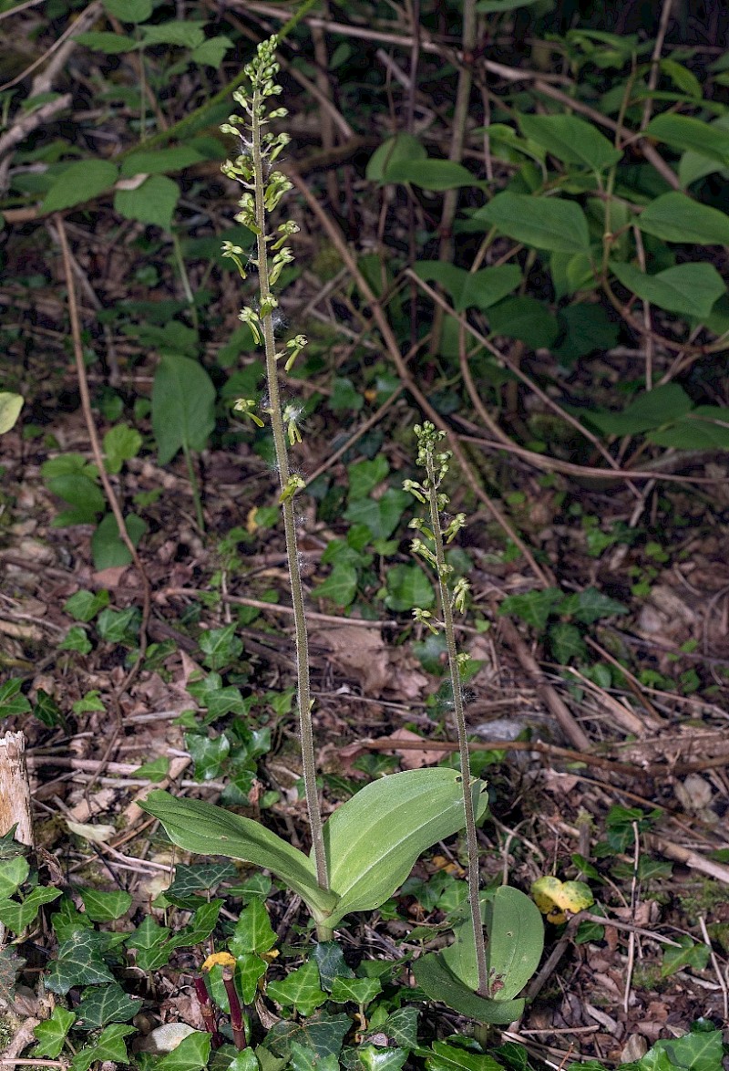 Neottia ovata - © Charles Hipkin