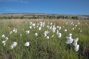 Eriophorum angustifolium Common Cottongrass