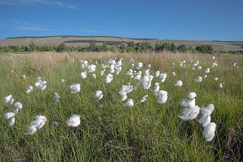 Eriophorum angustifolium - © Charles Hipkin