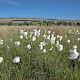 Eriophorum angustifolium