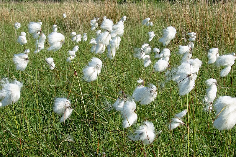 Eriophorum angustifolium - © Charles Hipkin