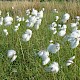 Eriophorum angustifolium