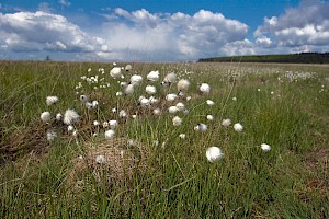 Eriophorum vaginatum Hare's-tail Cottongrass