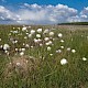 Eriophorum vaginatum