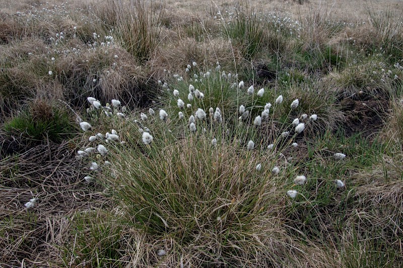 Eriophorum vaginatum - © Charles Hipkin