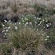 Eriophorum vaginatum