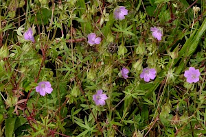 Geranium columbinum Long-stalked Crane's-bill