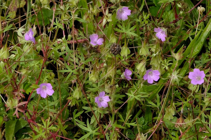 Geranium columbinum - © Charles Hipkin