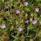 Geranium columbinum