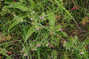 Geranium dissectum Cut-leaved Crane's-bill