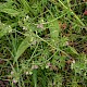 Geranium dissectum