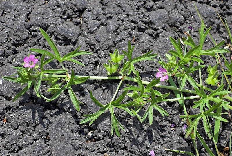 Geranium dissectum - © Charles Hipkin