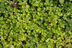 Geranium lucidum Shining Crane's-bill