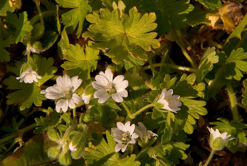 Geranium molle - © Charles Hipkin