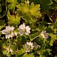 Geranium molle