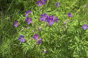 Geranium pratense Meadow Crane's-bill