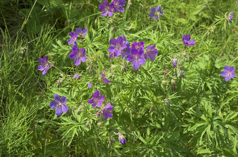 Geranium pratense - © Charles Hipkin