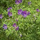 Geranium pratense