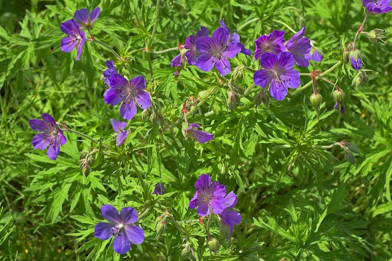 Geranium pratense - © Charles Hipkin