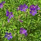 Geranium pratense