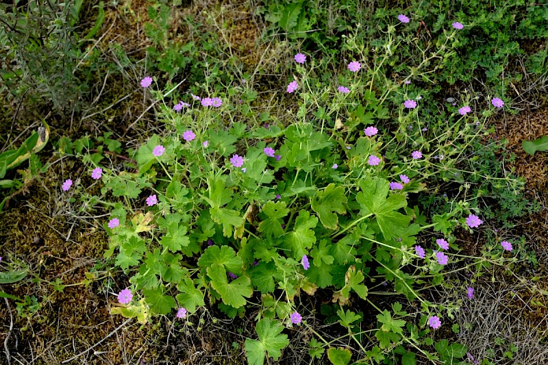 Geranium pyrenaicum - © Charles Hipkin