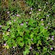 Geranium pyrenaicum