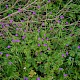 Geranium pyrenaicum