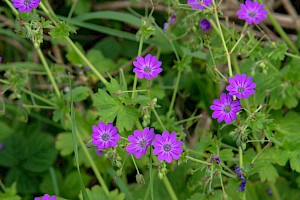 Geranium pyrenaicum Hedgerow Crane's-bill