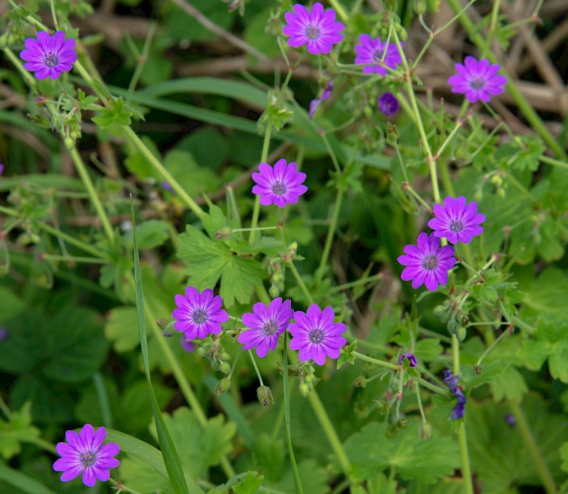 Geranium pyrenaicum - © Charles Hipkin