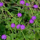 Geranium pyrenaicum