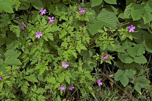 Geranium robertianum subsp. robertianum 