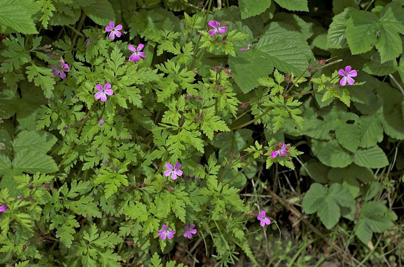 Geranium robertianum subsp. robertianum - © Charles Hipkin