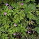 Geranium robertianum subsp. robertianum